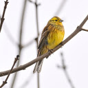 Deciduous tree and yellow bird  screen for extension Chrome web store in OffiDocs Chromium