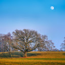 deciduous trees  screen for extension Chrome web store in OffiDocs Chromium