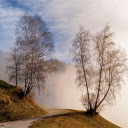 Deciduous trees and fog  screen for extension Chrome web store in OffiDocs Chromium