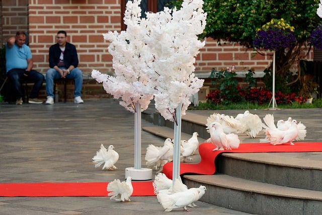 Free download decor ornament pigeons doves white free picture to be edited with GIMP free online image editor
