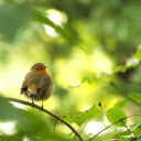 Deep bird  screen for extension Chrome web store in OffiDocs Chromium