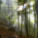 deep forest and fog  screen for extension Chrome web store in OffiDocs Chromium
