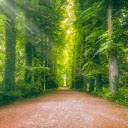 Deep forest road  screen for extension Chrome web store in OffiDocs Chromium
