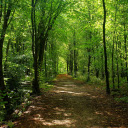 Deep green forest road  screen for extension Chrome web store in OffiDocs Chromium