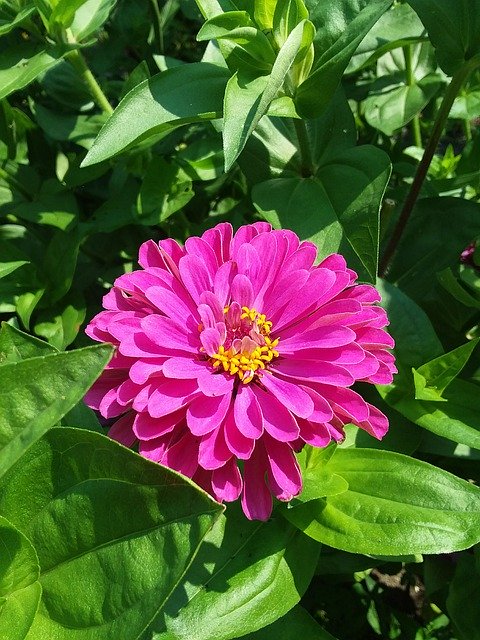Free download Deep Pink Zinnia Garden Flower -  free photo or picture to be edited with GIMP online image editor