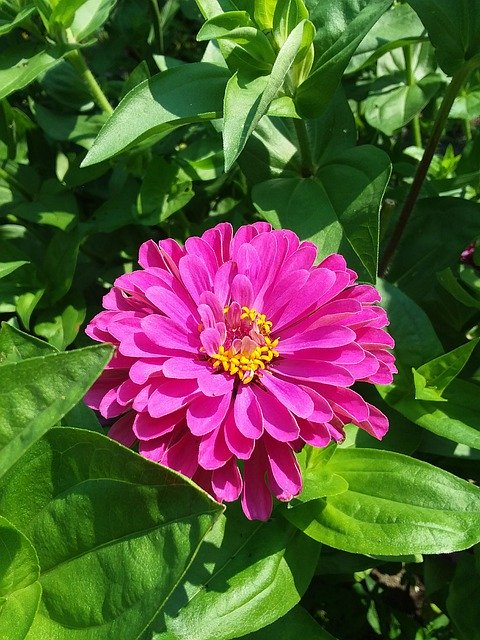 Gratis download Deep Pink Zinnia Garden Flower - gratis foto of afbeelding om te bewerken met GIMP online afbeeldingseditor