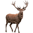 Deer  screen for extension Chrome web store in OffiDocs Chromium