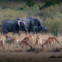 Deer and elephants  screen for extension Chrome web store in OffiDocs Chromium