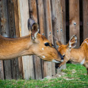 Deer and mother  screen for extension Chrome web store in OffiDocs Chromium