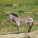 Deer and zebra  screen for extension Chrome web store in OffiDocs Chromium