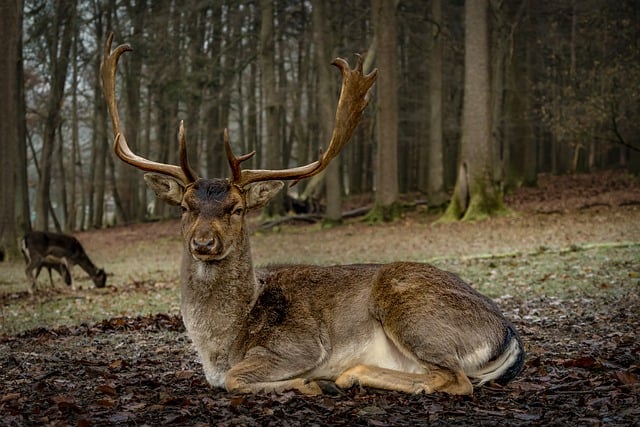 Free download deer animal forest fallow deer free picture to be edited with GIMP free online image editor
