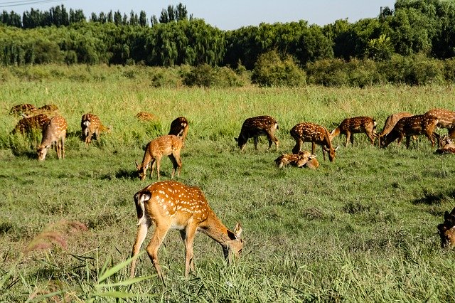 Free download Deer Animal Mammal free photo template to be edited with GIMP online image editor