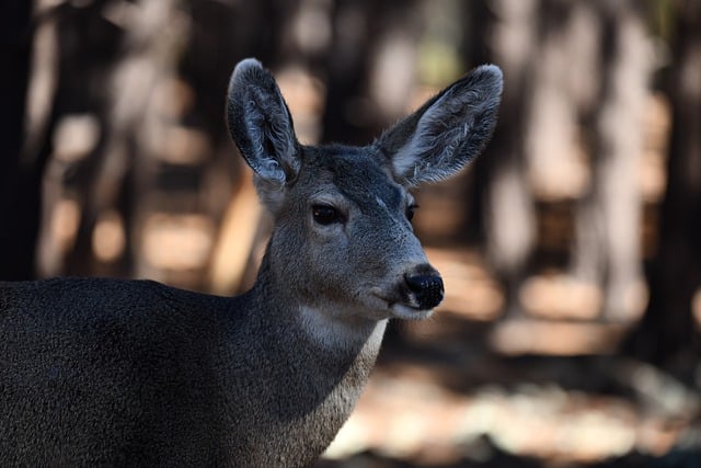 Free download deer animal mammal wild free picture to be edited with GIMP free online image editor