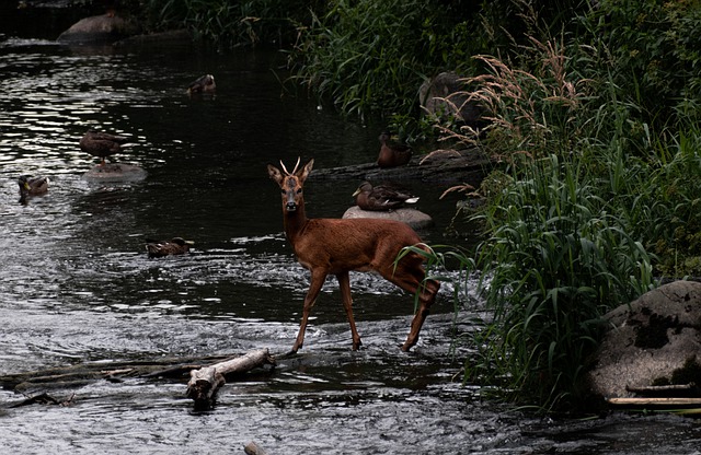 Free download deer animal mammal wildlife free picture to be edited with GIMP free online image editor