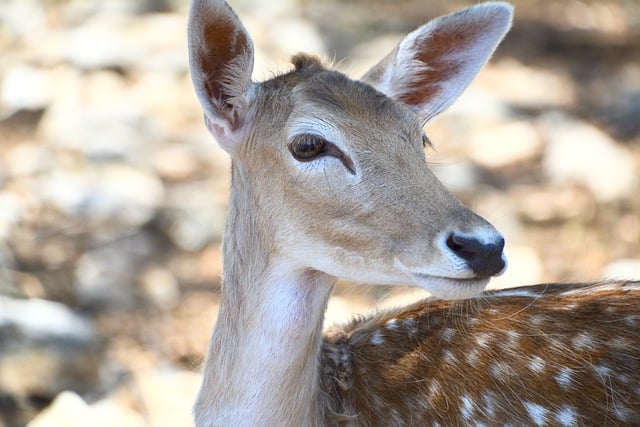 Free download deer animal nature wildlife africa free picture to be edited with GIMP free online image editor