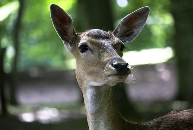 Free download deer animals nature forest trees free picture to be edited with GIMP free online image editor