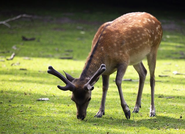 Free download deer animals nature green antlers free picture to be edited with GIMP free online image editor