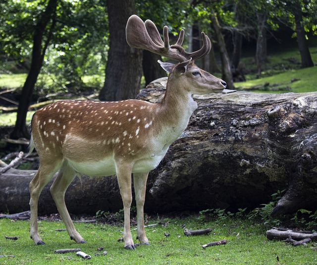 Descarga gratuita ciervos animales naturaleza árbol verde imagen gratis para editar con el editor de imágenes en línea gratuito GIMP