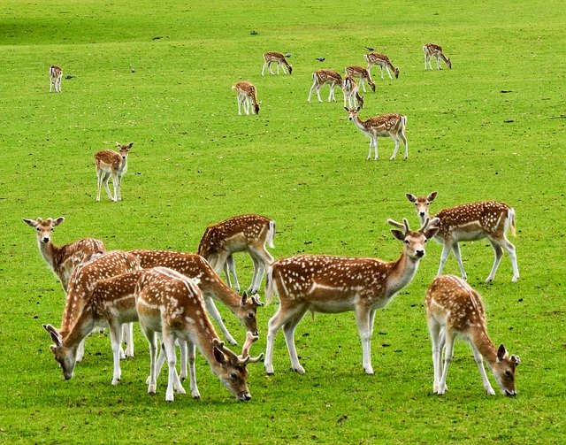 Free download Deer Animals Wild -  free photo or picture to be edited with GIMP online image editor