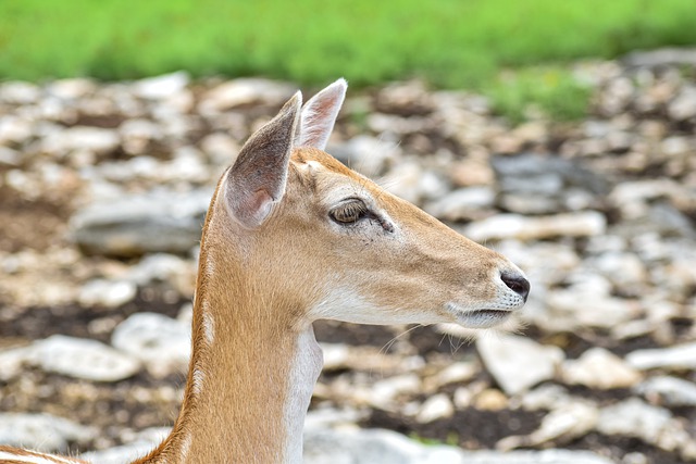 Free download deer animal wildlife head free picture to be edited with GIMP free online image editor