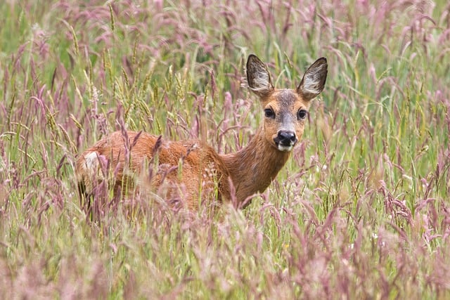 Free download deer animal wildlife mammal fauna free picture to be edited with GIMP free online image editor