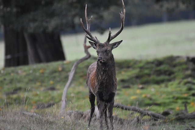 Free download deer animal wildlife wild animal free picture to be edited with GIMP free online image editor