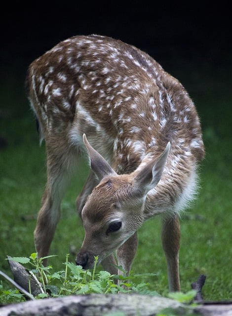 Free download deer baby animals bambi wild free picture to be edited with GIMP free online image editor