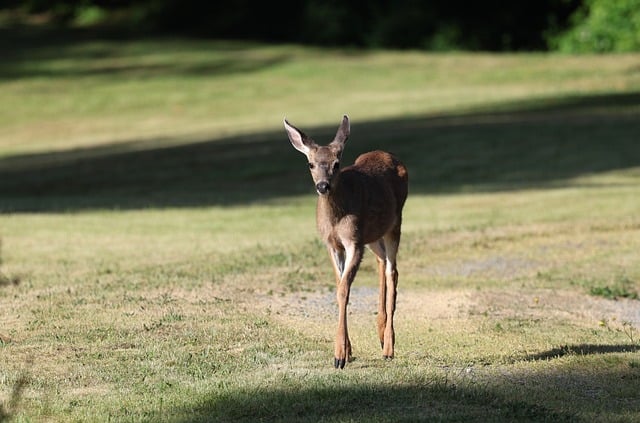 Free download deer backyard nature wildlife free picture to be edited with GIMP free online image editor