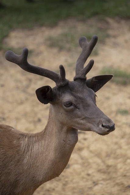Free download deer buck stag fallow deer nature free picture to be edited with GIMP free online image editor