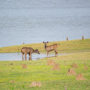 Deer by the lake  screen for extension Chrome web store in OffiDocs Chromium