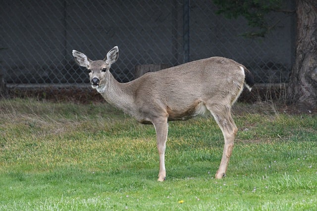 Free download deer columbian black tailed deer free picture to be edited with GIMP free online image editor