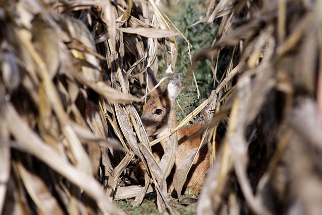 鹿のトウモロコシの若い目の隠された自然の無料画像を無料でダウンロードし、GIMPで編集できる無料のオンライン画像エディター