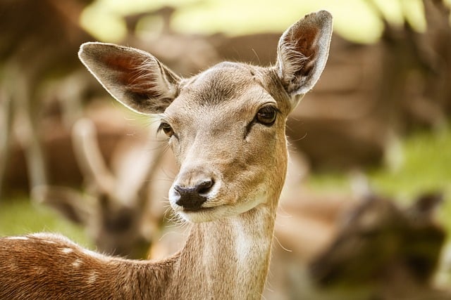 Free download deer damm wild nature wildlife free picture to be edited with GIMP free online image editor