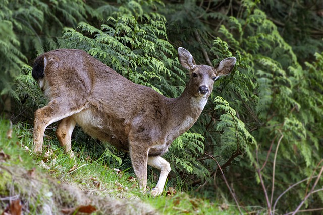 Faça o download gratuito de imagens gratuitas de animais de campo de floresta de cervos para serem editadas com o editor de imagens on-line gratuito do GIMP