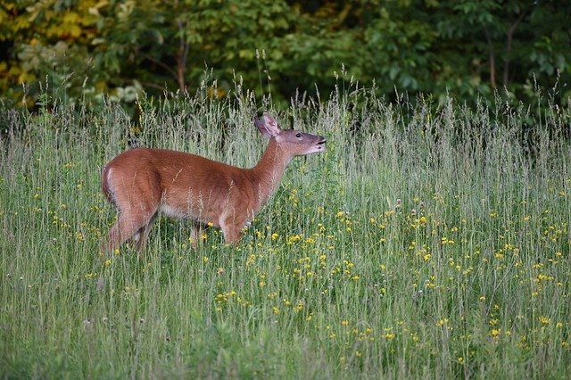 Téléchargement gratuit Deer Doe Stag - photo ou image gratuite à modifier avec l'éditeur d'images en ligne GIMP