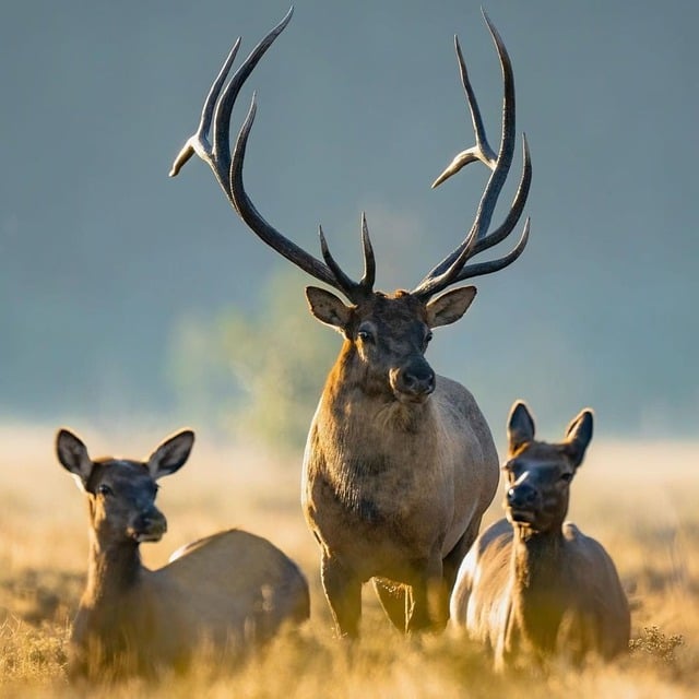 Free download deer elk hunting hunter free picture to be edited with GIMP free online image editor