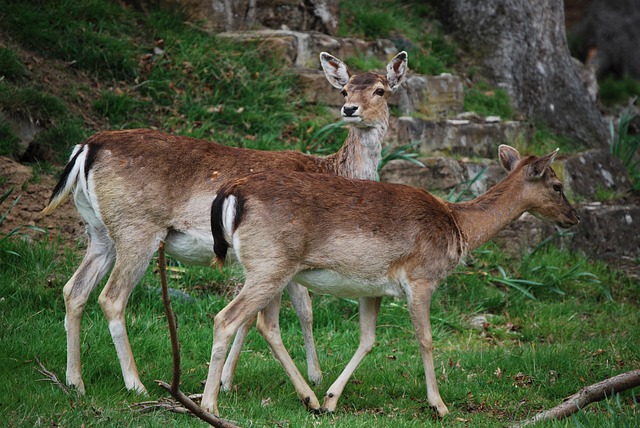 Free graphic deer fallow deer animals to be edited by GIMP free image editor by OffiDocs