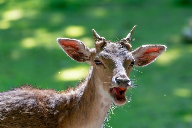 Free download deer fallow deer antler ruminant free picture to be edited with GIMP free online image editor