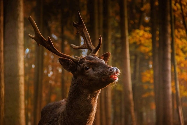 Gratis download herten damherten herfst wild gratis foto om te bewerken met GIMP gratis online afbeeldingseditor