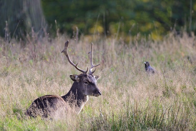 Téléchargement gratuit de l'image gratuite de la prairie de la forêt de daims de cerf à éditer avec l'éditeur d'images en ligne gratuit GIMP