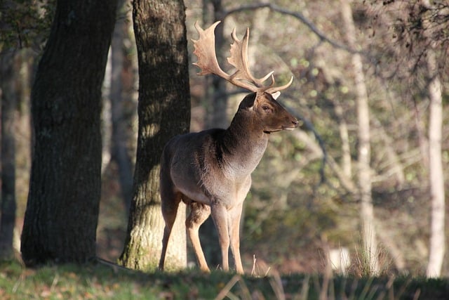 Descargue gratis la imagen gratuita de la naturaleza del bosque de los ciervos en barbecho para editar con el editor de imágenes en línea gratuito GIMP