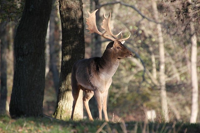 Téléchargement gratuit cerf daim forêt nature image gratuite à éditer avec l'éditeur d'images en ligne gratuit GIMP