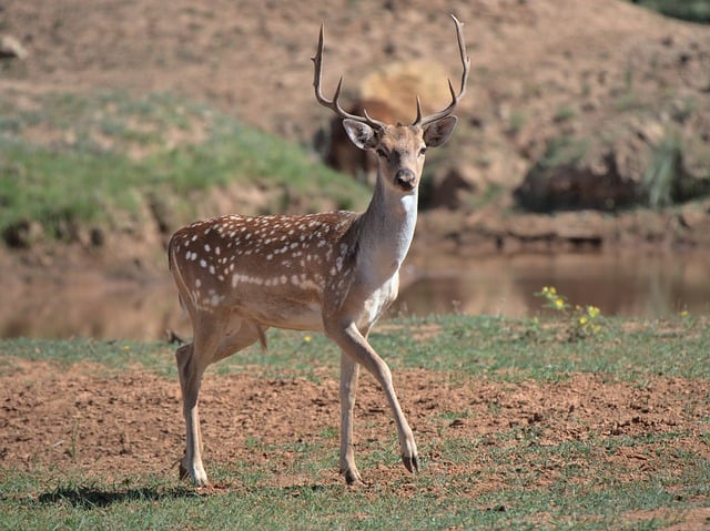 Free download deer fallow deer male antlers free picture to be edited with GIMP free online image editor
