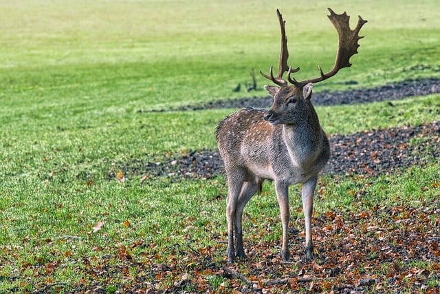 Free download deer fallow deer meadow nature free picture to be edited with GIMP free online image editor