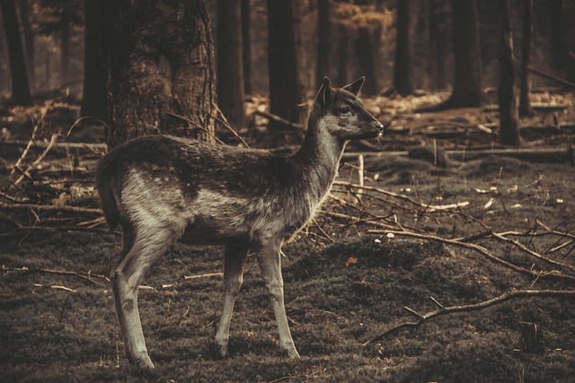 Muat turun percuma gambar percuma penyamaran alam semula jadi rusa rusa untuk diedit dengan editor imej dalam talian percuma GIMP