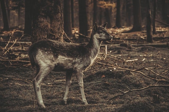 Free download deer fallow deer nature camouflage free picture to be edited with GIMP free online image editor