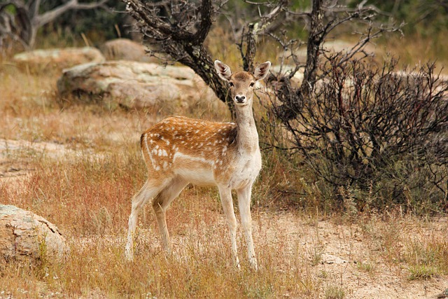 Free download deer fallow deer rocks fall autumn free picture to be edited with GIMP free online image editor