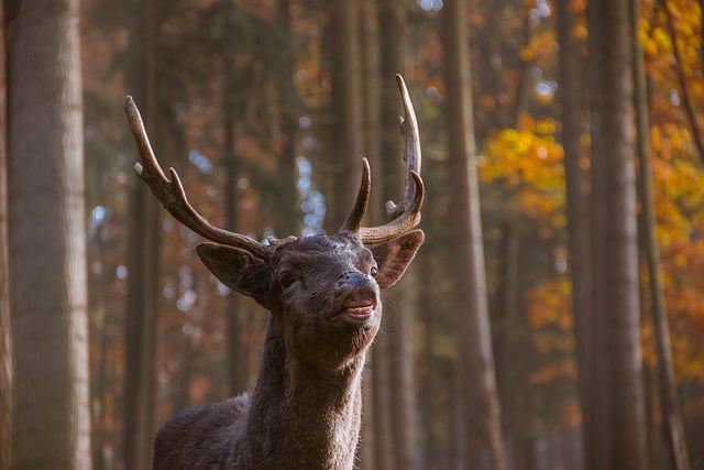 Free download deer fallow deer wild antlers free picture to be edited with GIMP free online image editor
