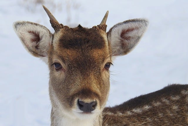 Free graphic deer fallow deer wild winter to be edited by GIMP free image editor by OffiDocs
