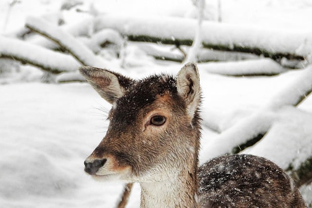 Free download deer fallow deer wild winter snow free picture to be edited with GIMP free online image editor